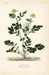 Grote stinkende gouwe
