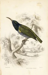 Groenkop-zonnevogel. Handgekleurde staalgravure door William Lizars naar William Swainson uit Sir William Jardine