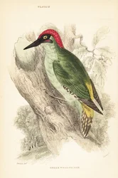 Groene specht, Picus viridis, zittend op een boom