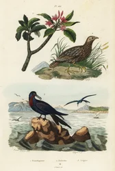 Grijsvleugelpatrijs, Scleroptila afra, grote fregatvogel, Fregata minor, en rode frangipani, Plumeria rubra