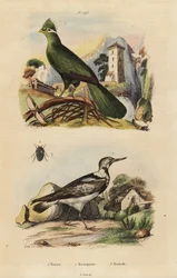 Guinea toerako, Tauraco persa, en Euraziatische draaihals, Jynx torquilla