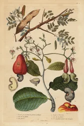 Arabische gomboom, Senegalia senegal (Acacia verek) en cashewnootboom, Anacardium occidentale