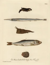 Gurnard, Chelidonichthys soorten 1, naaldvis, Belone belone 2, langhoorn koffervis, Lactoria cornuta 3, haring, Clupea harengus 4, en weinig-gespinde kogelvis, Chilomycterus reticulatus 5. Handgekleurde koperplaat gravure naar een illustratie van Johann