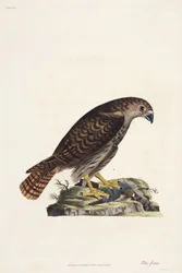 Havik