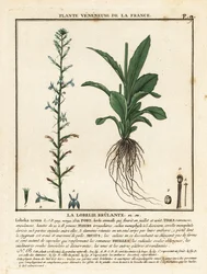 Heide lobelia, Lobelia urens