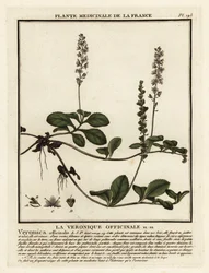 Heideereprijs, Veronica officinalis