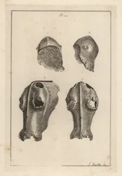 Helm 1,2, en ijzeren chanfron of chafron 3,4 die toebehoorden aan Guy, Graaf van Warwick