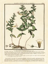 Genade kruid, Gratiola officinalis