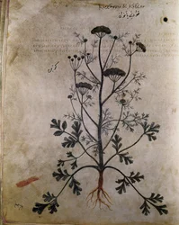 Kruidenboek Koriander