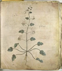 Kraanvogelskruid