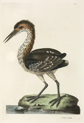 Reiger