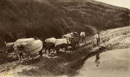 Span ossen bedekt met Baskische stoffen, begin 20e eeuw