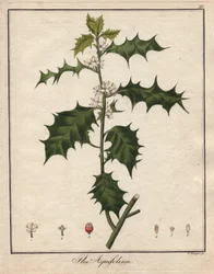 Hulst. Gekleurde kopergravure, in Botanique Medicinale (gepubliceerd in Berlijn, Duitsland)