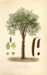 Honingboom of doornige acaciaboom, Gleditsia triacanthos, Gleditschia triacanthos, Fevier a trois epines