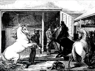 Paarden op Gloucester treinstation