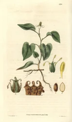Houttuynia heeft witte bloemen, met details van vruchten, stamper en meeldraden. Variëteit afkomstig uit Azië. Illustratie door Wiliam Jackson Hooker (1785-1865), Britse botanicus en schrijver, professor aan de Universiteit van Glasgow (Schotland) en red