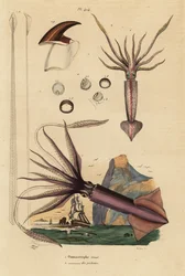 Humboldtinktvis, Dosidicus gigas, en Europese vliegende inktvis, Todarodes sagittatus