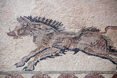 Jachtscène: Een wild zwijn - Paphos mozaïeken, Huis van Dionysos - Eind 2e eeuw na Christus - Cyprus - Jachtscène: Zwijn in beweging - Mozaïeken van Paphos, Huis van Dionysos - Eind 2e eeuw na Christus - UNESCO-site, Cyprus
