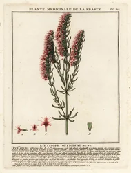 Hysop, Hyssopus officinalis