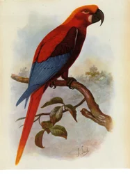 Illustratie van de Ara grossei, Jamaicaanse papegaai
