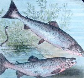 Illustratie van zalm en zalmforel
