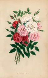 Indiase knooprozen, Bengal pompons, Rosa chinensis hybriden