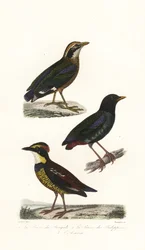 Indiase pitta, kap pitta en Javaanse bandpitta