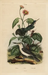 Jamaicaanse todie, Todus todus, Mariana ijsvogel, Todiramphus albicilla, en zonnebloem, Tithonia tagetiflora