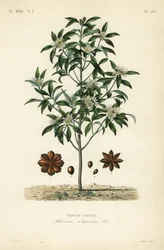 Japanse steranijs, Illicium anisatum, Illicium religiosum, Badiane sacree