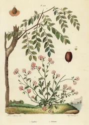 Jujube of Chinese dadel, Ziziphus jujuba 1, en Virginia stock, Malcolmia maritima 2