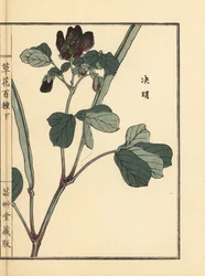 Ketsumei, Chinese senna of sicklepod, Senna obtusifolia. Handgekleurde houtblokprint uit Kusa Bana Hyakushu (Honderd Variëteiten van Bloemen), Tokyo, Yamada