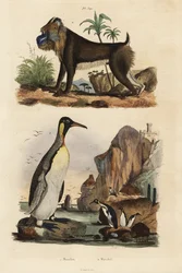 Koningspinguïn, Aptenodytes patagonicus 1, en mandril, Mandrillus sphinx, kwetsbaar, 2