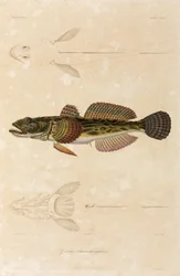 Knout-goby, Zwarte Zee