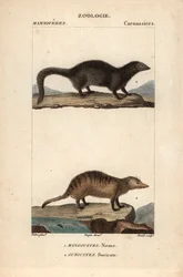 De mangoest en de suricate - Gravure door Jean Gabriel Pretre, gegraveerd door Carnonkel, voor het woordenboek van natuurwetenschappen: zoogdieren door Frederic Cuvier, bewerkt door Pierre Jean Francois Turpin