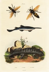 Grote zaagvis, skink en wespen
