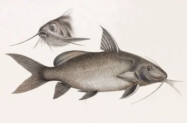 De Pimelode Scheilan