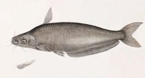 De Silure Schilbe