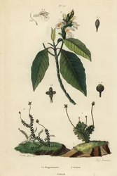 Bladlevermossen, Jungermannia epiphylla 1 en Jungermannia asplenoides 2, en Malabarnoot of adulsa, Justicia adhatoda 3