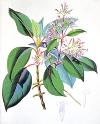 Bladeren en bloemen van de kinaboom, ca. 1850 (gravure)