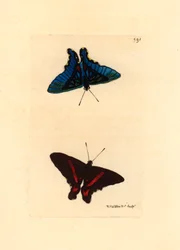 Lepidoptere, gezien vanaf de vleugels, de bovenkant heeft rode lijnen en de achterkant bij de mannetjes is blauw gekleurd, Ancyluris meliboeus - Lithografie door Richard Polydore Nodder gepubliceerd in The Naturalist Miscellany