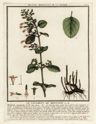 Kleine bergsteentijm, Clinopodium nepeta
