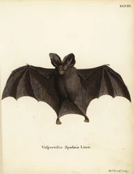 Kleine valse vampiervleermuis, Megaderma spasma. Vespertilio spasma Linn. Handgekleurde kopergravure door Hermann Jakob Tyroff uit Johann Christian Daniel Schreber