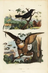 Kleine rakketstaartdrongo, Dicrurus remifer, en Europese oehoe, Bubo bubo