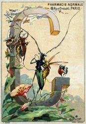 Letter G zoals Galop. Artistiek alfabet van Mr. Marinier. Uitgegeven door Henry Sicard, eind 19e eeuw. Reclamechromolithografieën voor producten verkocht in apotheken.