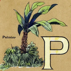 Letter P zoals palmboom. Geïllustreerd alfabet. Beelden verzameld in Jarville-Nancy, begin 20e eeuw.