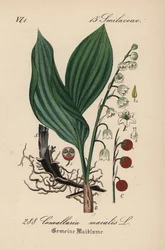 Lelietje-van-dalen, Convallaria majalis