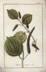 Lange peper (Piper longum). Lithografie uit “Afbeelding der Artseny-Gewassen” door Johannes Zorn (1739-1799), Nederland