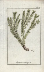 Lycopod in clubs of officinale lycopod (Lycopodium clavatum). Lithografie uit Afbeelding der Artseny-Gewassen door Johannes Zorn (1739-1799), Nederland