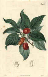 Mannelijke kornoelje, tak met fruit. Illustratie door C. Curtis, gravure door Weddell. Kleurengraveerwerk in The Curtis Botanical Magazine, door Samuel Curtis