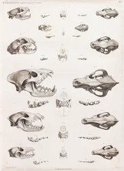 Zoogdieren: Carnivoren schedels